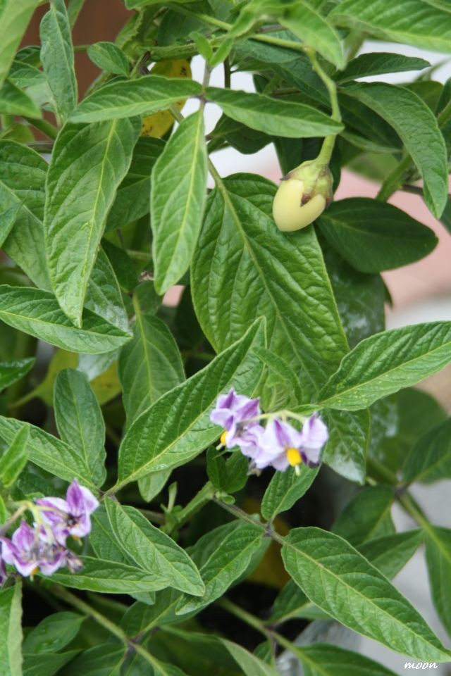 pepino